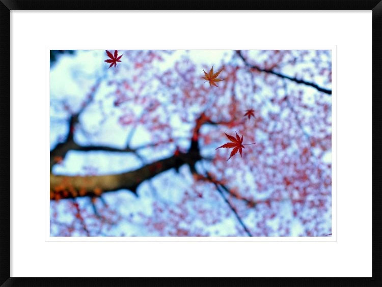 "Heirinji" Framed Digital Print by Kouji Tomihisa, 30x22"