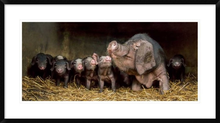 "The Wrinkled Ones" Framed Digital Print by Gert Van Den, 38x21"