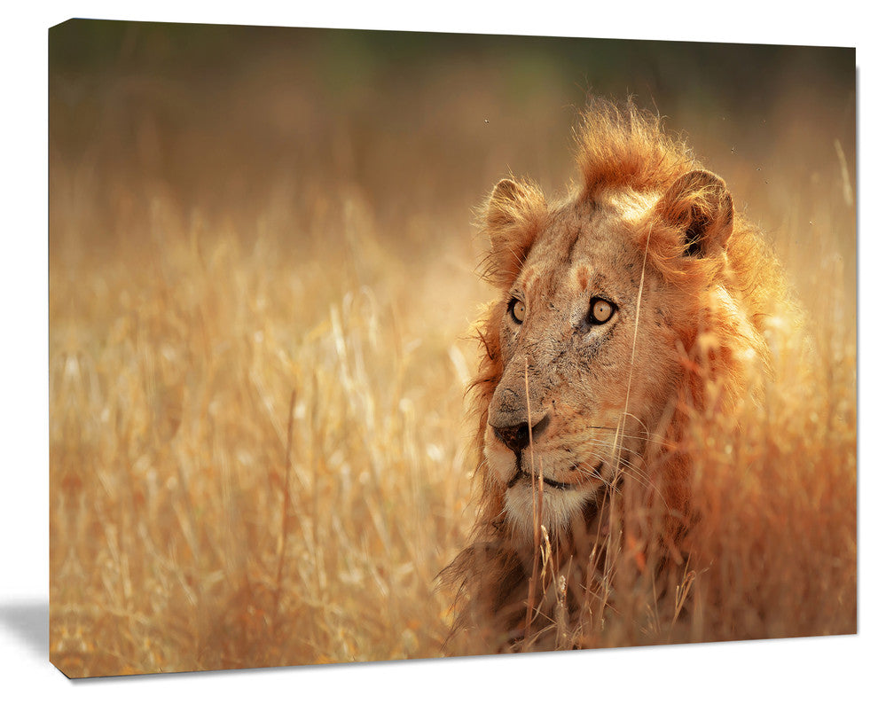 Relaxing Lion in Grassland, African Canvas Art Print, 40"x30"