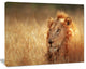 Relaxing Lion in Grassland, African Canvas Art Print, 40"x30"