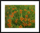 "Orange Daylily growing in meadow, North America"  by Tim Fitzharris, 32x26"