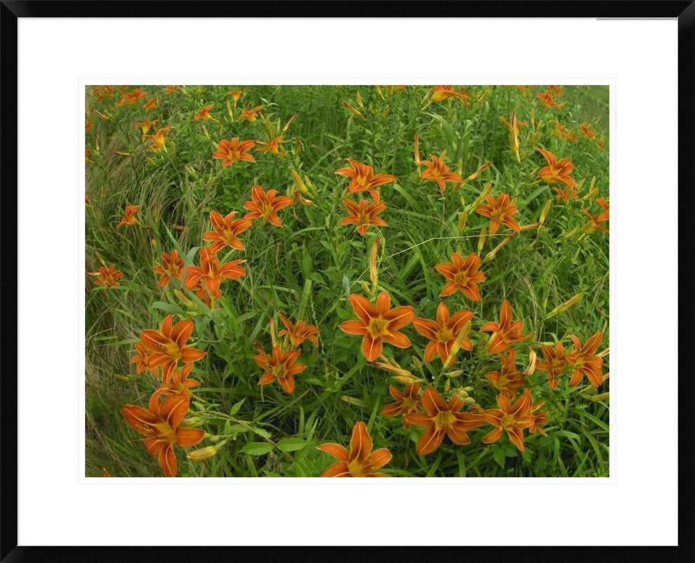 "Orange Daylily growing in meadow, North America"  by Tim Fitzharris, 32x26"