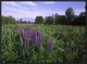 Lupine In Meadow Near Crescent Beach, British Columbia, Canada, 24"x18"