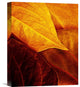 "Leaves" Stretched Canvas Giclee by Luiz Laercio, 13x16"