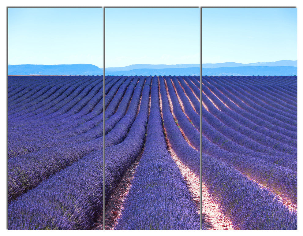 Endless Rows of Lavender Flowers, Floral Triptych Canvas Print, 36x28, 3 Panels