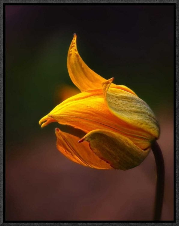 "Shine" Framed Canvas Giclee by Kent Mathiesen, 13x17"