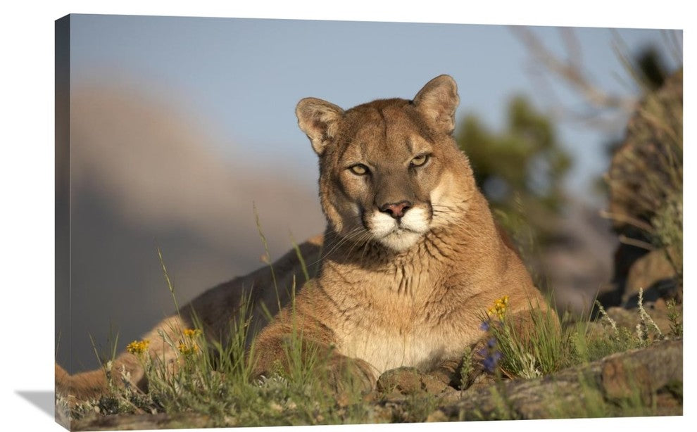 "Mountain Lion Portrait, North America" Artwork