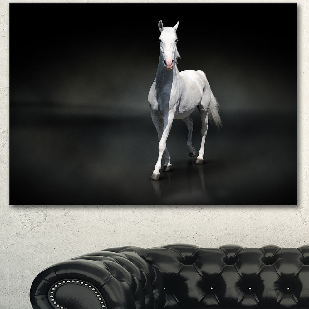 Isolated Black Horse on Black, Animal Canvas Art Print, 40"x30"