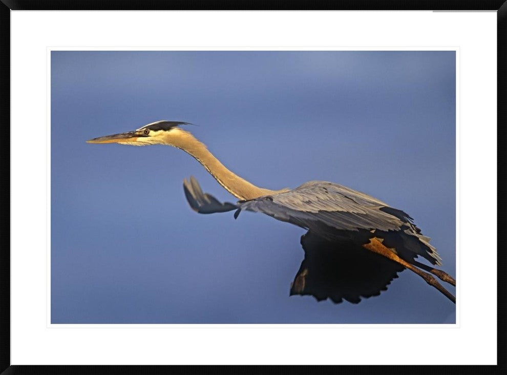 "Great Blue Heron flying, North America" Framed Print by Tim Fitzharris, 38"x28"