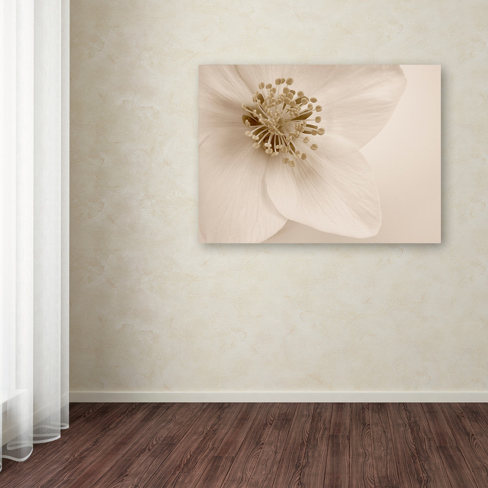 Cora Niele ''Hellebore Christmas Rose'' Canvas Art