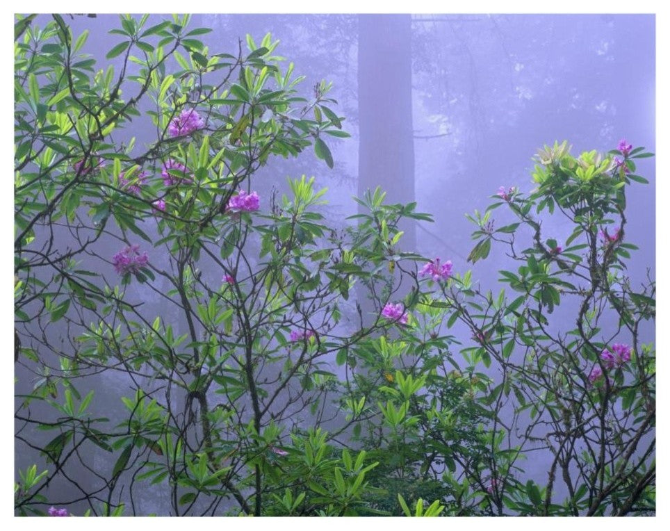 "Pacific Rhododendrons in redwood forest, Del Norte Coast" Paper Art, 26"x20"