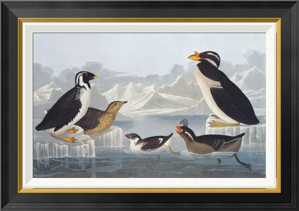 "Black-throated Guillemot and Nobbed-billed Auk"  by John James Audubon, 28x20"