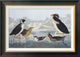 "Black-throated Guillemot and Nobbed-billed Auk"  by John James Audubon, 28x20"