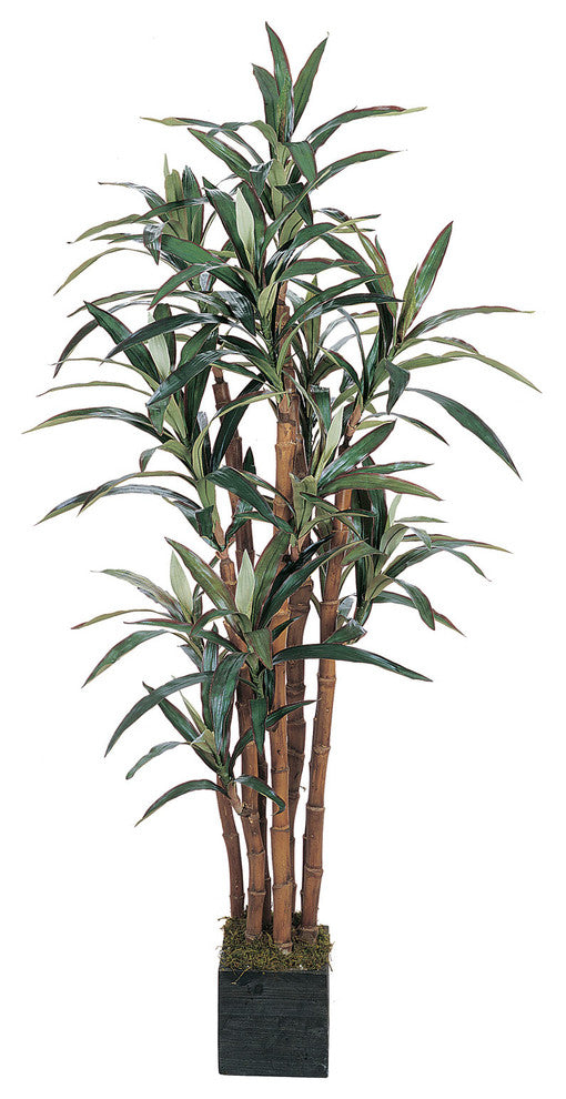 5' Yucca Silk Tree