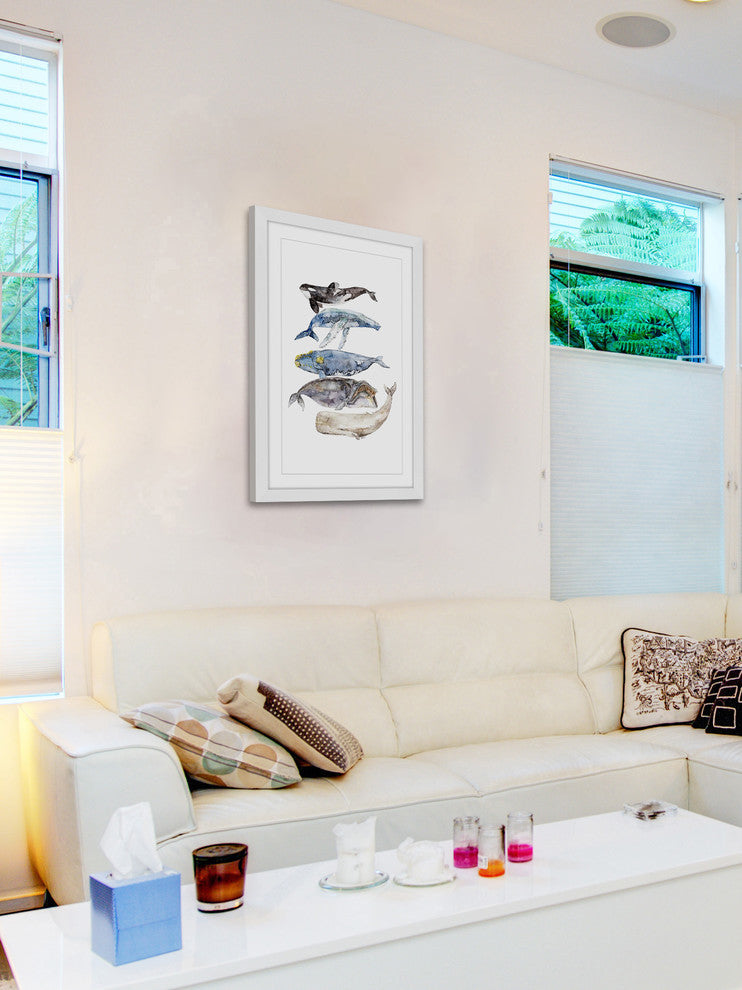 "Whale Species" Framed Print by Rachel Byler