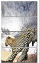 Leopard on Tree under Cloudy Sky, African Wall Art Print, 28"x48", 4 Panels