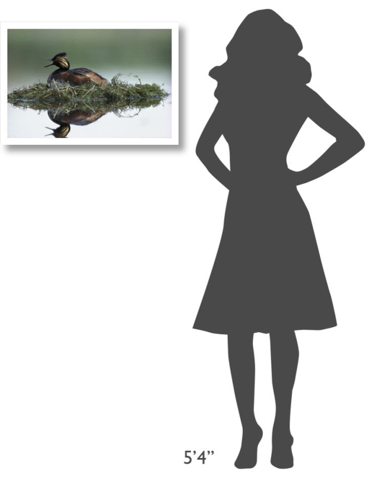 "Black-necked Grebe calling, incubating eggs, North America" Paper Art, 26"x18"
