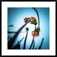 "Flowerlove" Framed Digital Print by Fgr100, 30x30"