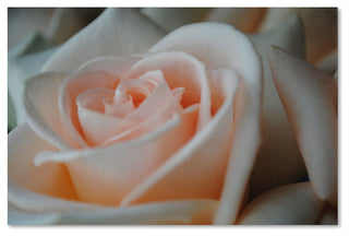 'Perfezione' Canvas Art by Monica Fleet