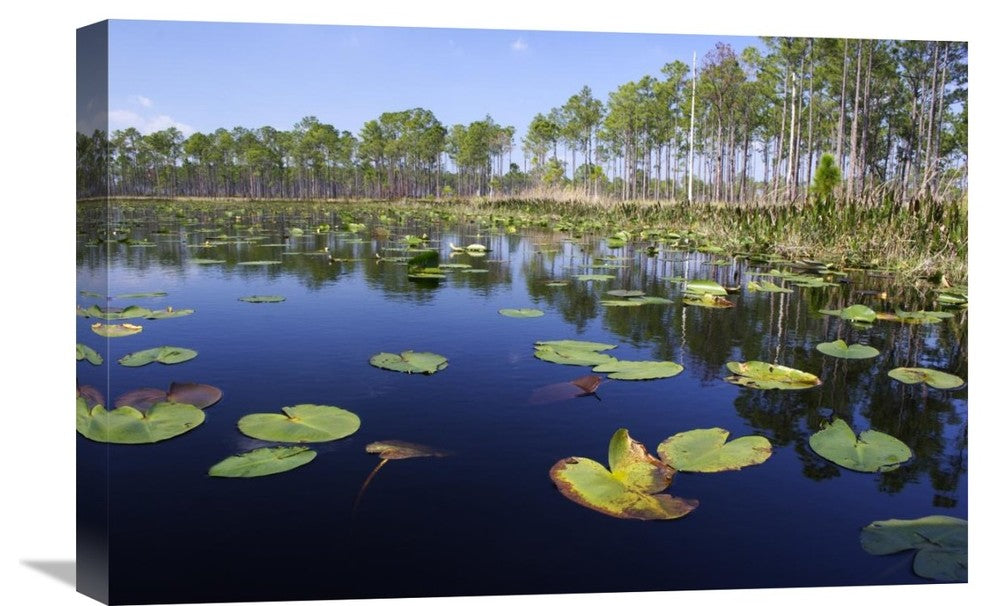 "Lake with lily pads, southern Florida" Canvas Giclee by Scott Leslie, 24"x16"