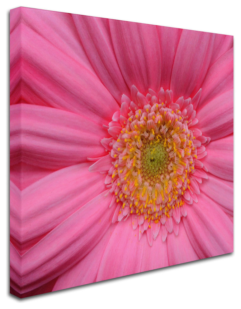 'Pink' Canvas Art by Kurt Shaffer