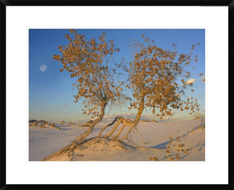 Fremont Cottonwood Trees, White Sands National Monument, New Mexico, 30"x24"