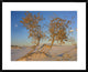 Fremont Cottonwood Trees, White Sands National Monument, New Mexico, 30"x24"