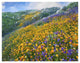 "California Poppym Desert Bluebell, Santa Ana Mountains" Paper Art, 50"x38"