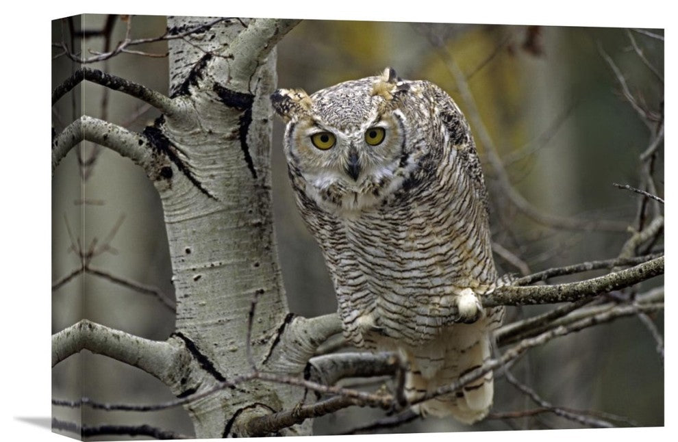 "Great Horned Owl Pale Form, Kootenays, British Columbia, Canada" Artwork