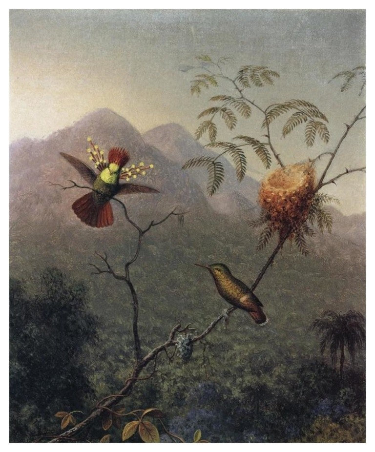 "Tufted Coquette" Digital Paper Print by Martin Johnson Heade, 15"x18"