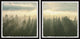 Sunlight Through Trees Diptych, 2-Piece Set, 32x32 Panels