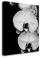 "Orchid Portrait II" By Jeff Maihara, Giclee Print on Gallery Wrap Canvas