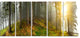 "Early Morning Sun in Forest" Canvas Print, 5 Panels