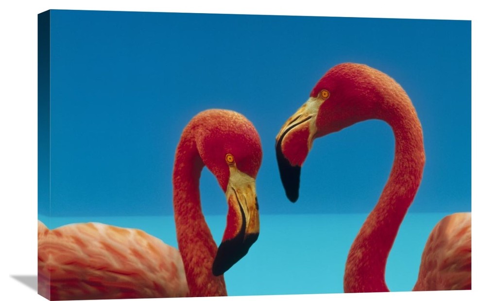 "Greater Flamingo Courting Pair, Caribbean Species" Artwork, 30" x 20"