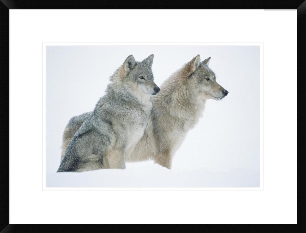 Timber Wolf Portrait Of Pair Sitting In Snow, North America, 24"x18"