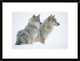 Timber Wolf Portrait Of Pair Sitting In Snow, North America, 24"x18"