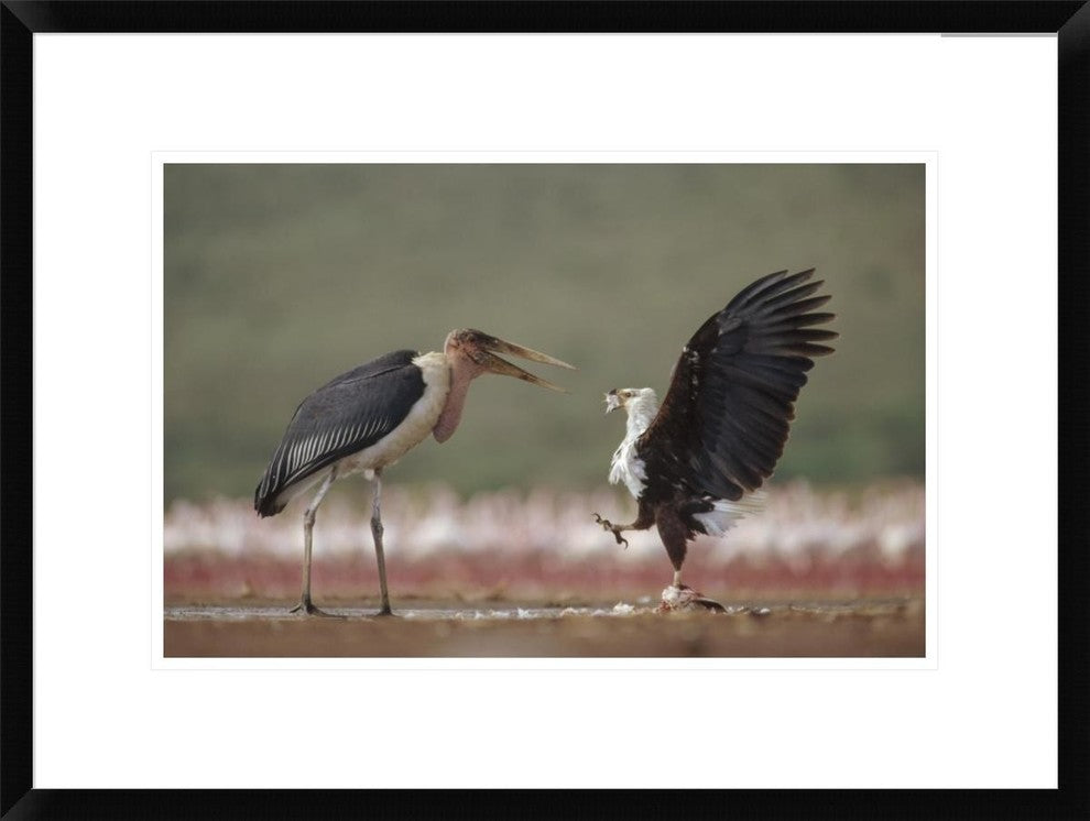 African Fish Eagle Quarreling With Marabou Stork Kenya, 24"x18"