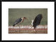African Fish Eagle Quarreling With Marabou Stork Kenya, 24"x18"