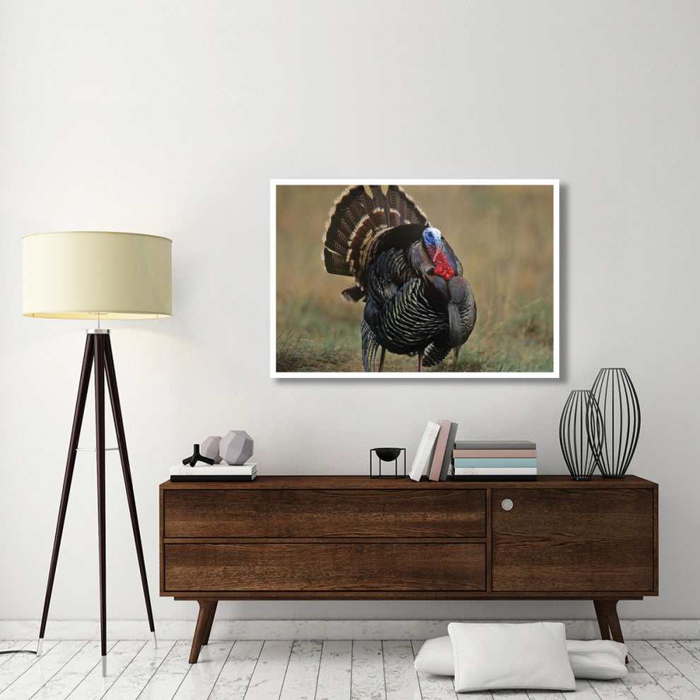 "Wild Turkey male, North America" Digital Paper Print by Tim Fitzharris, 50"x34"