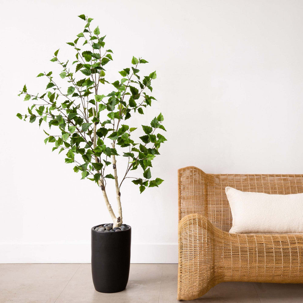 Lifestyle photograph showing the full birch tree in a room