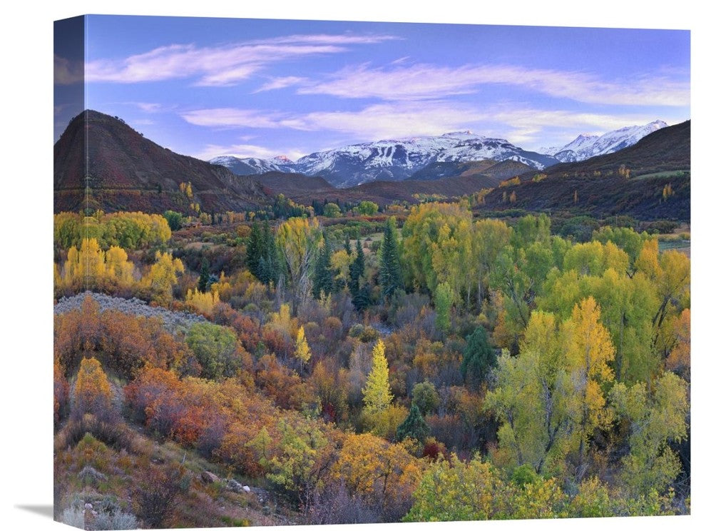 " Aspen Forest, Snowmass Mountain Near Quaking Aspen, Colorado" Artwork