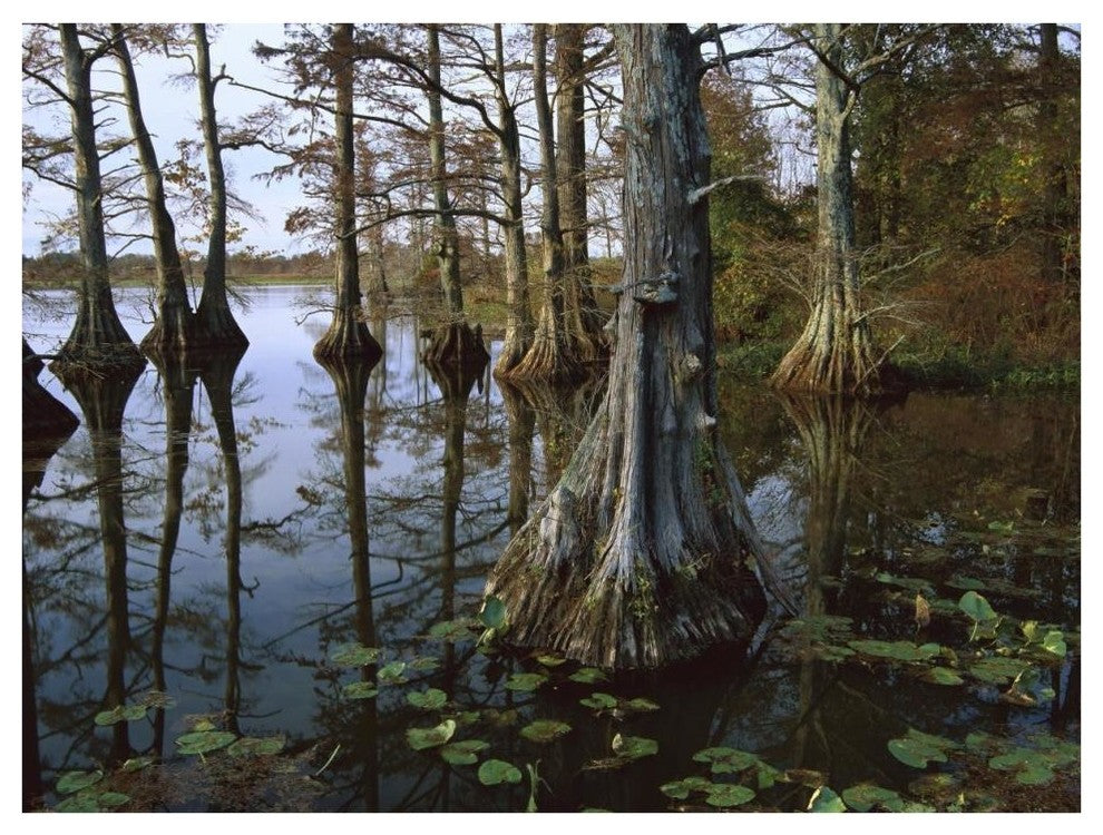 "Bald Cypress, upper Blue Basin, Reelfoot Wildlife Refuge" Paper Art, 42"x32"