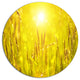 Yellow Grass Flower At Sunset, Landscape Large Disc Metal Wall Art, 11"