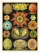 "Haeckel Nature Illustrations: Ascidiae" Paper Print by Ernst Haeckel, 32"x42"