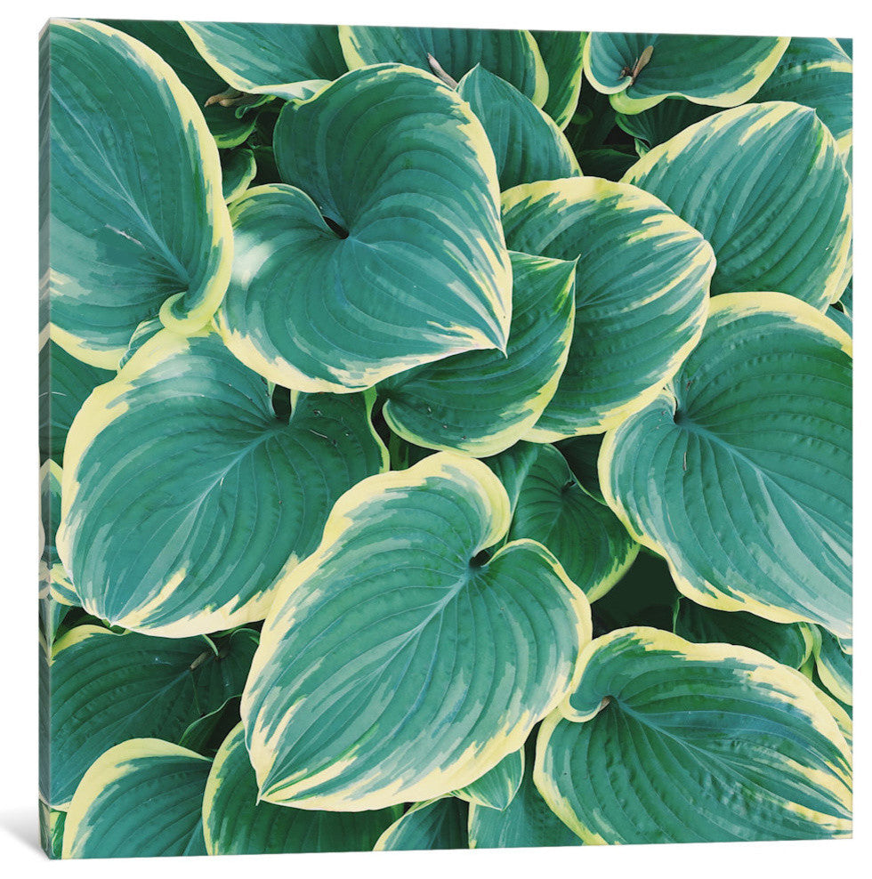 "Some Like It Hosta" by Chelsea Victoria, 12x12x1.5