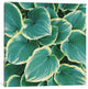 "Some Like It Hosta" by Chelsea Victoria, 12x12x1.5