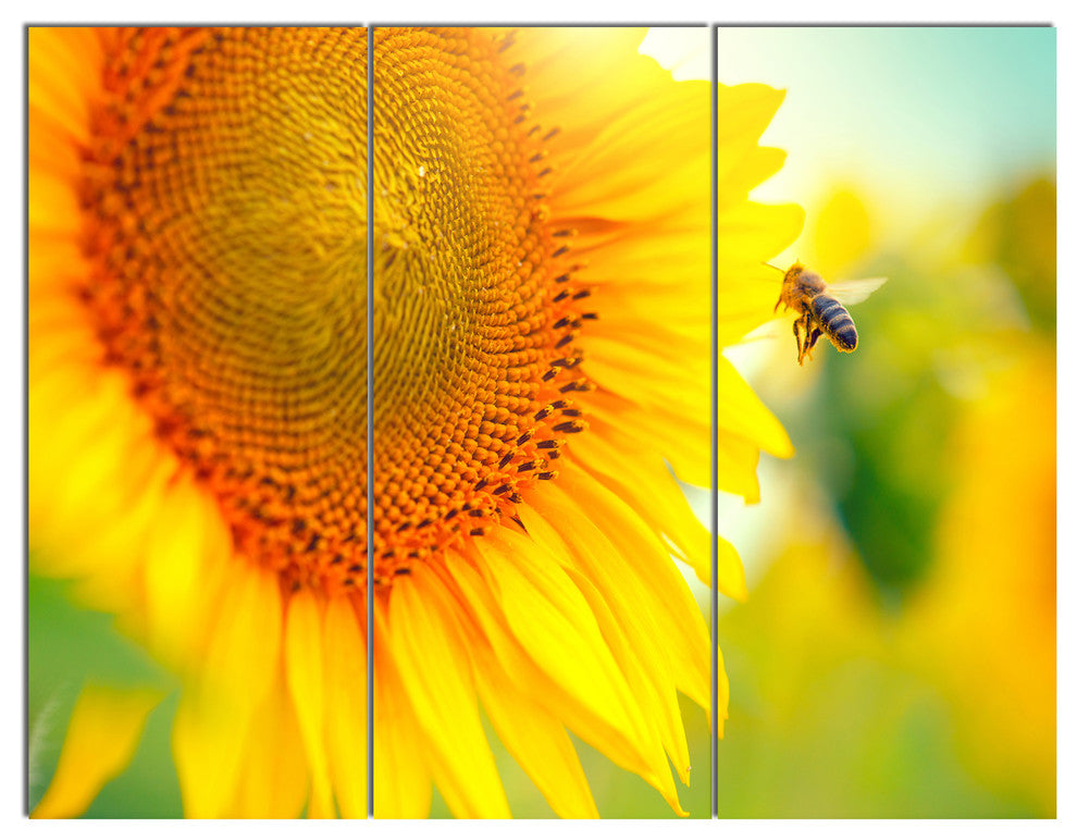 Beautiful Sunflowers Blooming, Large Animal Triptych Canvas Art, 36x28, 3 Panels