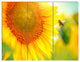 Beautiful Sunflowers Blooming, Large Animal Triptych Canvas Art, 36x28, 3 Panels