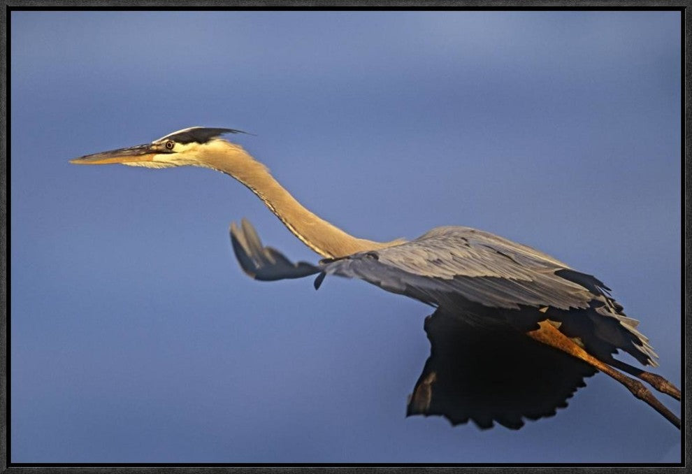 "Great Blue Heron flying, North America"  by Tim Fitzharris, 25x17"