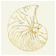 "Coastal Breeze Shell Sketches VII" Paper Print by Anne Tavoletti, 42"x42"